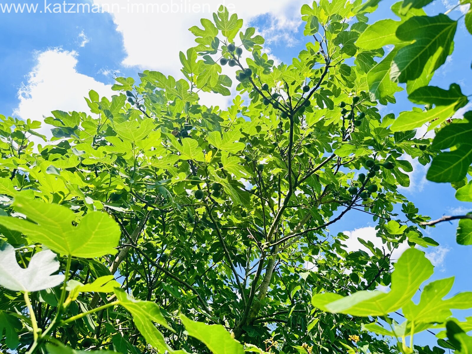 Eigene Feigen im Garten ! 
